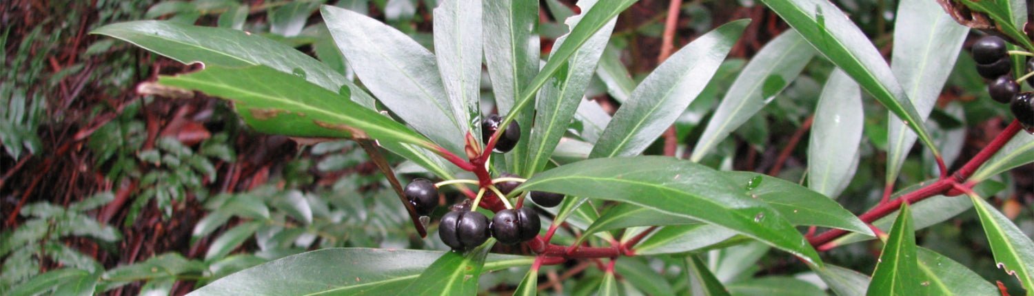 Wie schmeckt Tasmanischer Pfeffer? – Pure Pepper Wie schmeckt Tasmanischer Pfeffer? – Pure Pepper