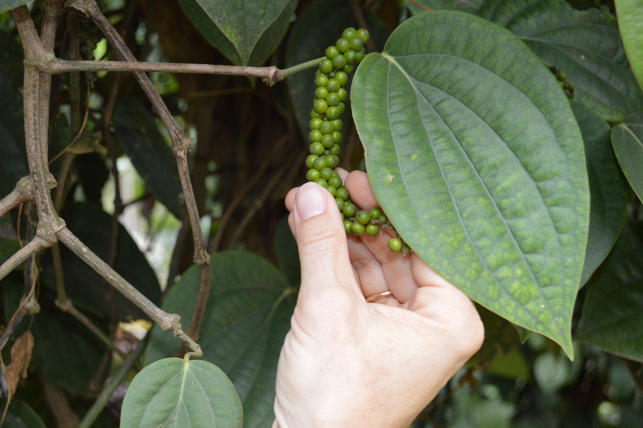 Eine Hand prüft die Pfeffer Qualität - Pure Pepper