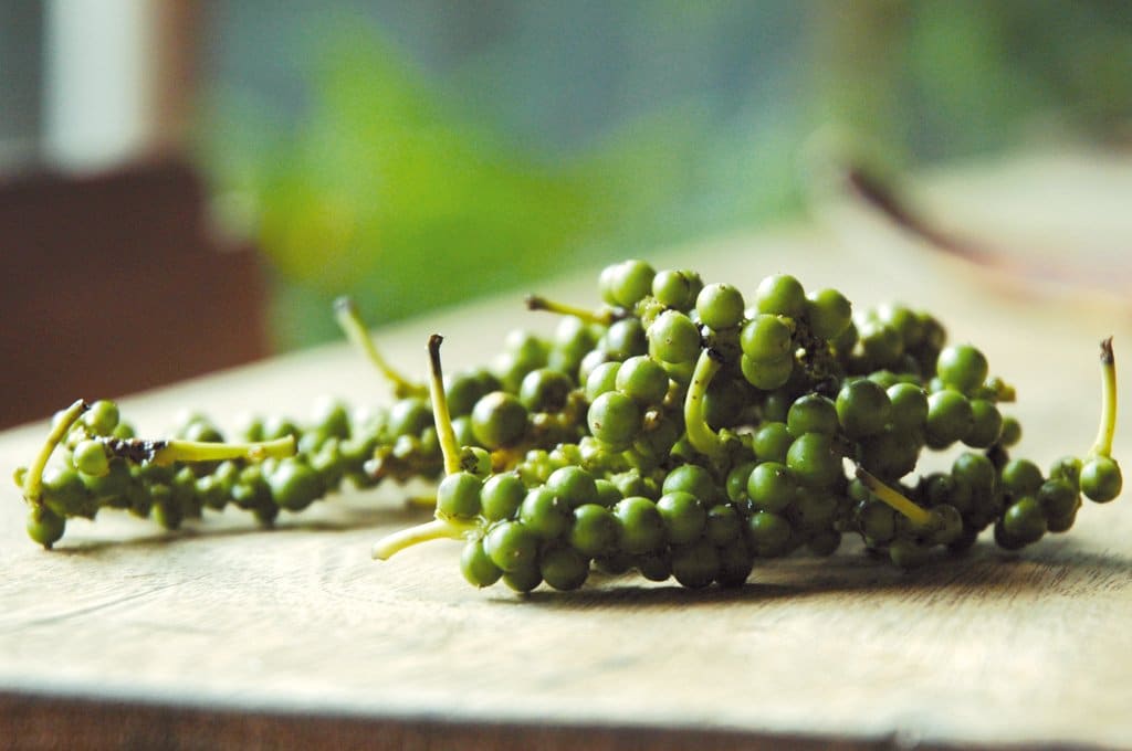 Frischer grüner Pfeffer an der Pfefferrispe