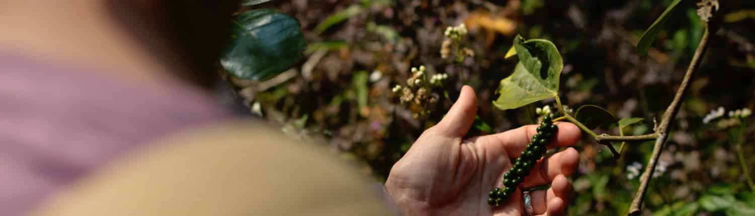 grüner Pfeffer an Pfefferrispe