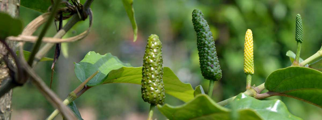 Langer Pfeffer - Der große Unbekannte - Pure Pepper