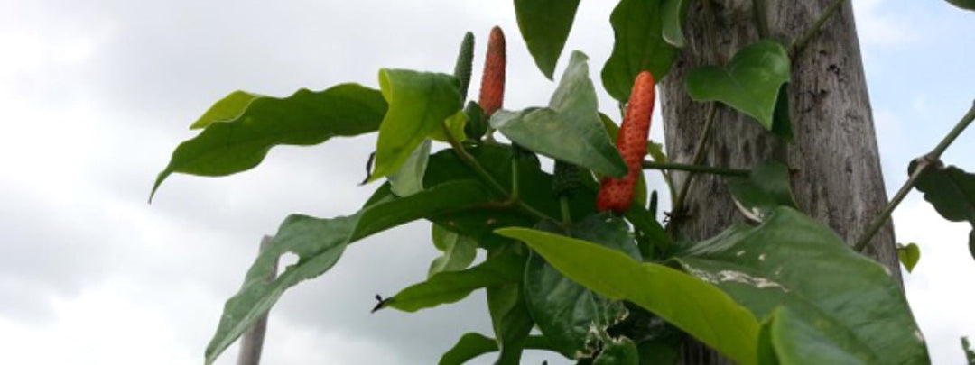 Langer Pfeffer – der große Unbekannte: Herkunft, Geschmack und Verwendung - Pure Pepper