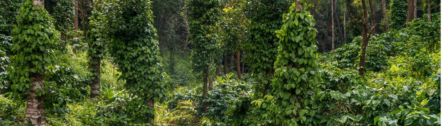 Terroir im Pfeffer: Warum Herkunft den Unterschied macht - Pure Pepper