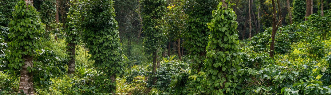 Terroir im Pfeffer: Warum Herkunft den Unterschied macht - Pure Pepper