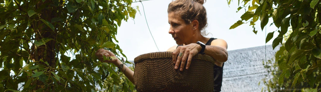 Was sind die Besonderheiten der Pfeffer aus Kampot? - Pure Pepper