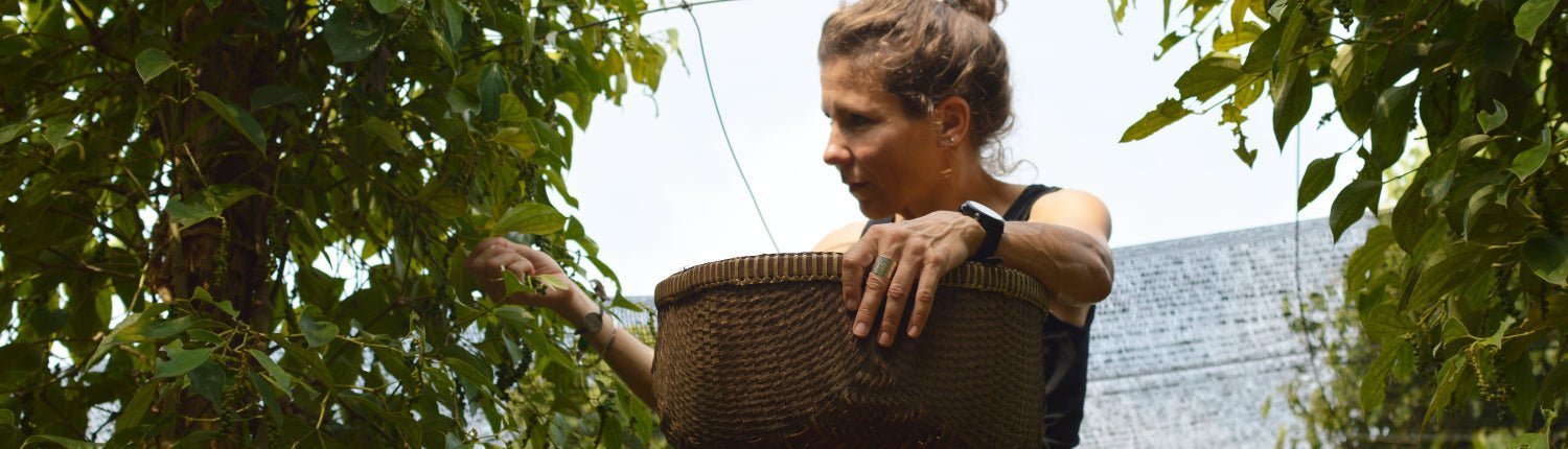 Was sind die Besonderheiten der Pfeffer aus Kampot? - Pure Pepper
