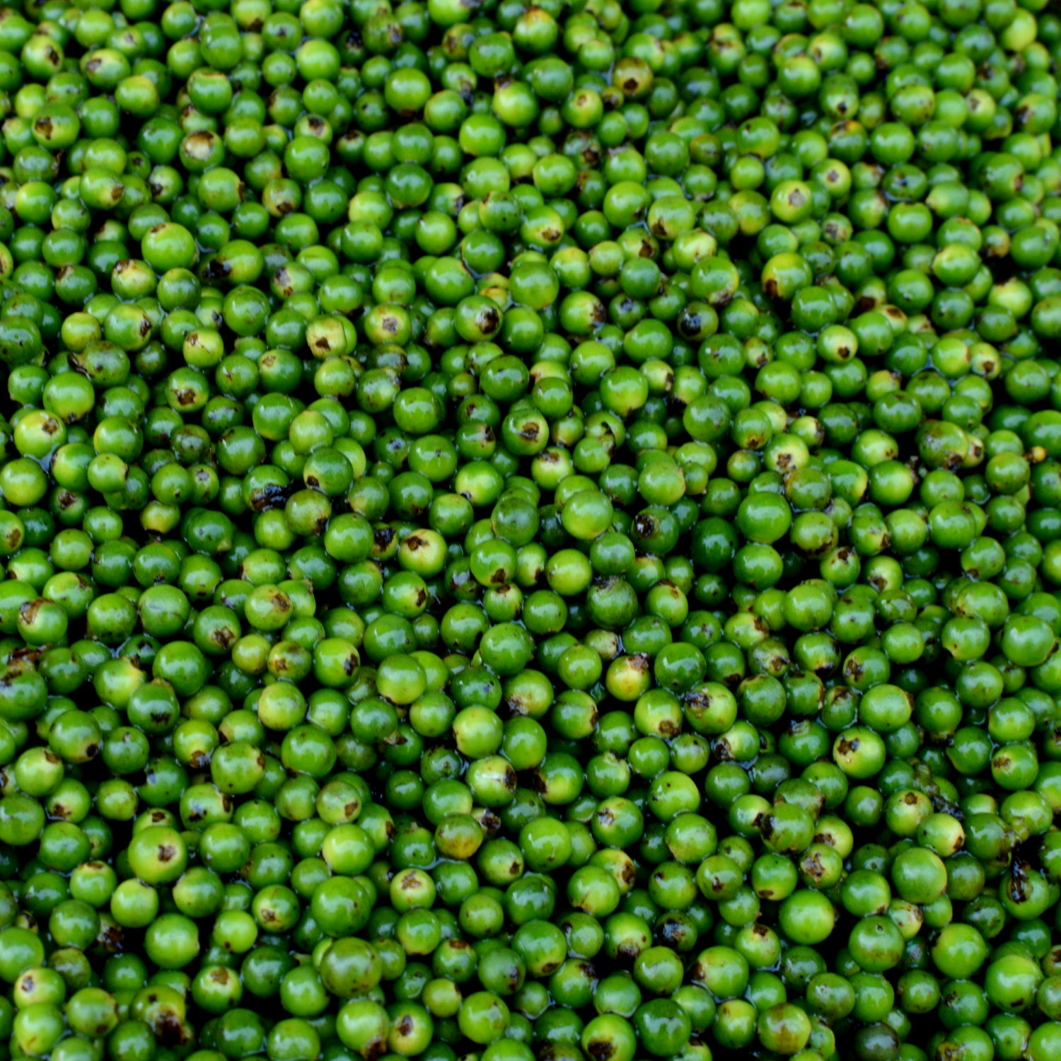 frischer grüner gewaschener Pfeffer